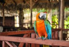 Your Cuba Cruise - Parrot